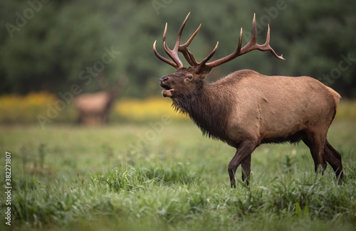 Bull Elk Portrait 