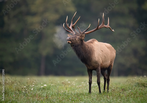 Bull Elk Breathing on a Cold Morning 