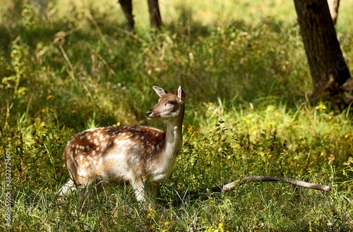 Fallow deer in state park