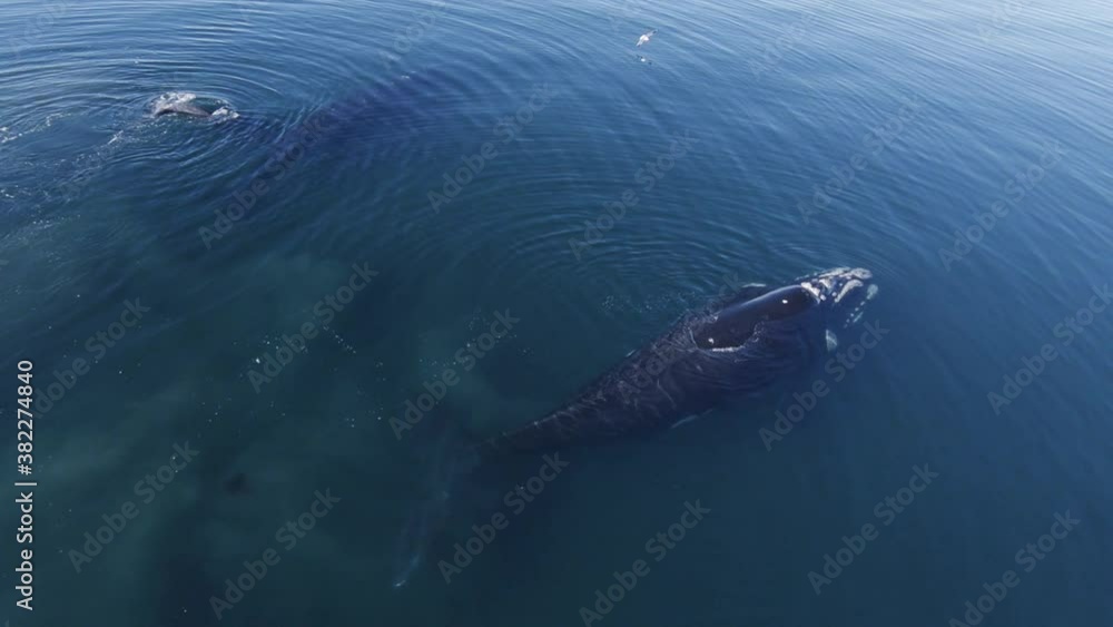 Whale Watching - Seagull Landed On The Back Of Southern Right Whale Resting On The Surface Of Patagonian Sea In Argentina. - aerial arc sot Whale Watching - Seagull Landed On The Back Of Southern Right Whale Resting On The Surface Of Patagonian Sea In Argentina. - aerial arc sot
