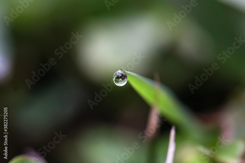 Water Droplet on Grass
