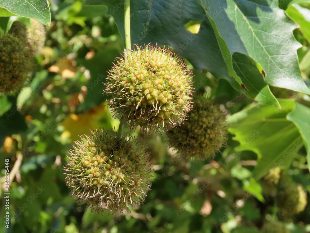 Plane tree fruit