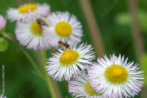 Hoverfly on Flowers