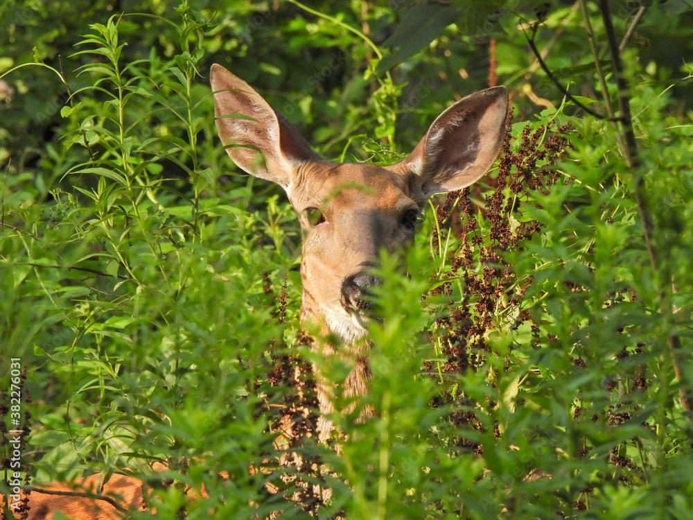 Female Deer Doe Close Up of Face Hiding Among High Green Foliage Female Deer Doe Close Up of Face Hiding Among High Green Foliage