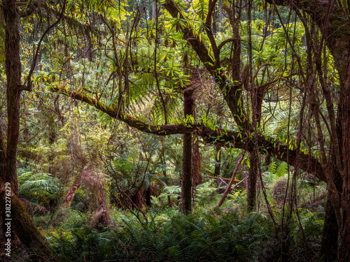 Ferns Growing Everywhere