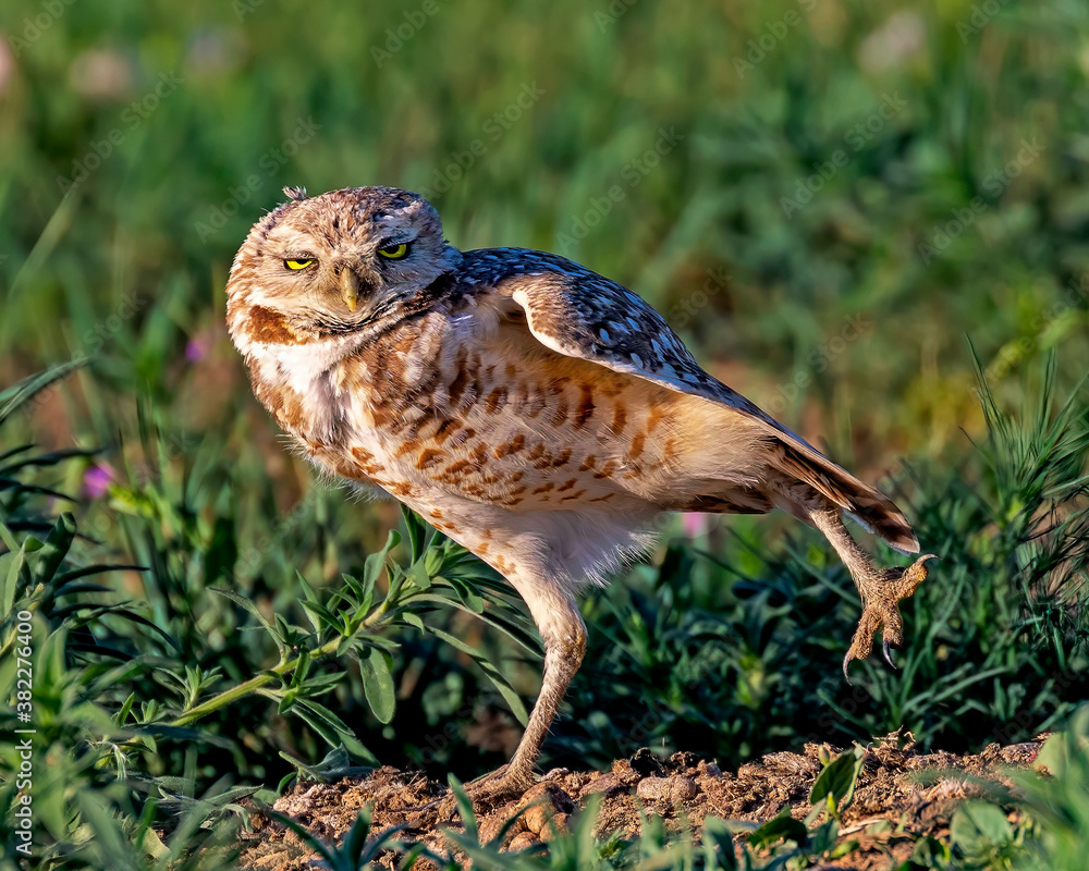 Burrowing owl standing on one foot Burrowing owl standing on one foot