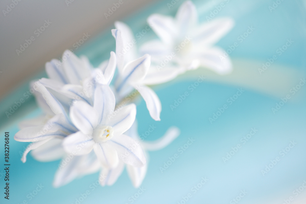 Fototapeta premium リューココリーネ