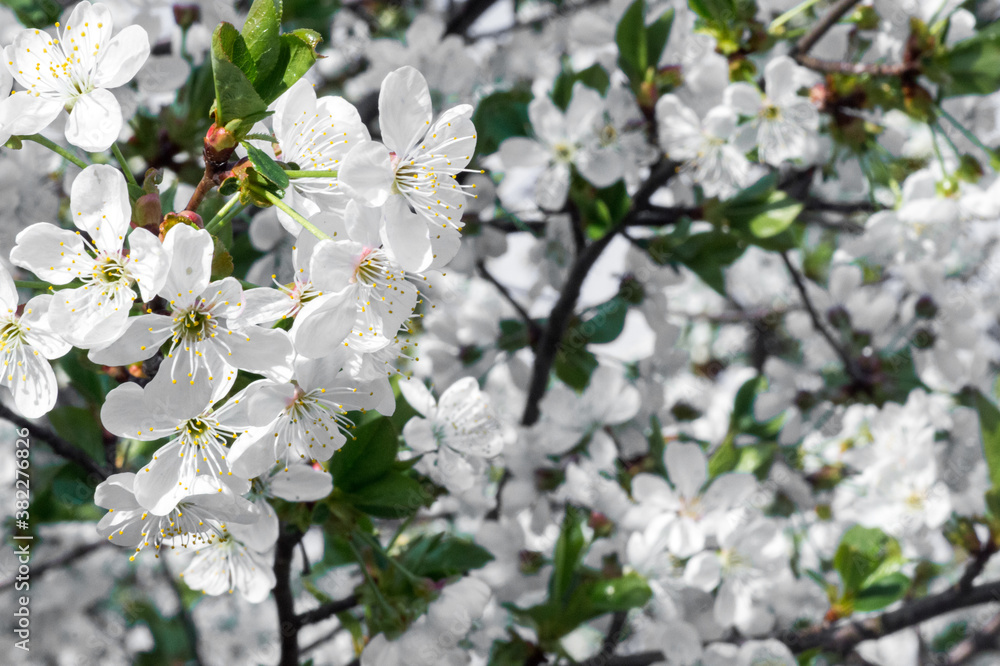 Branches of blossoming apricot macro with soft focus on gentle light blue sky background. For easter and spring greeting cards with beautiful floral spring abstract background of nature Branches of blossoming apricot macro with soft focus on gentle light blue sky background. For easter and spring greeting cards with beautiful floral spring abstract background of nature