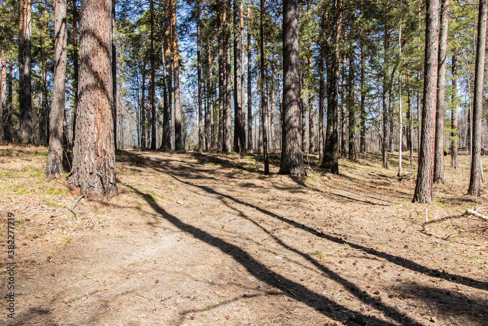 spring forest, last year's foliage. early spring spring forest, last year's foliage. early spring