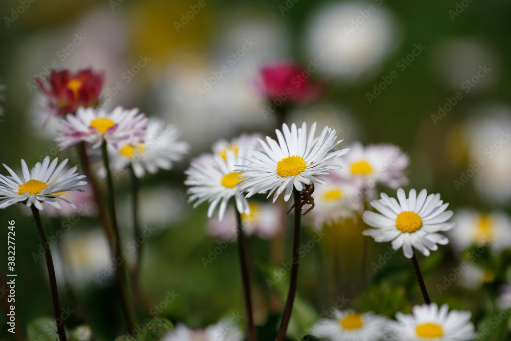 Flowers in grass. Spring in April.