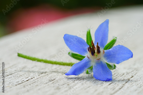 Blue star-shaped flower of the borage plant