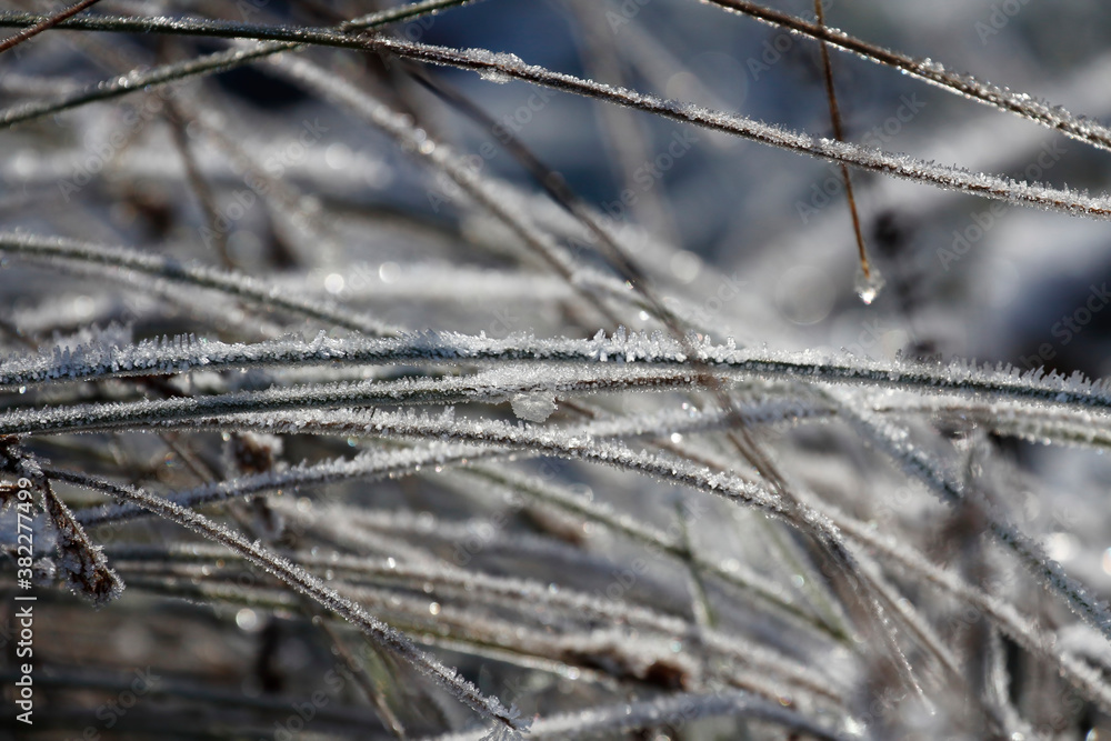 The grass covered in snow and ice The grass covered in snow and ice