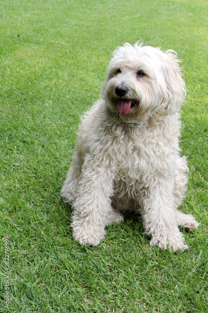 Beautiful white Labradoodle medium breed dog, sitting and lying on the grass of the field by the lake side
Beautiful white Labradoodle medium breed dog, sitting and lying on the grass of the field by the lake side