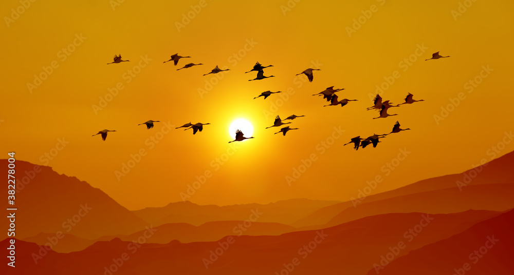 Fototapeta premium Sandhill cranes in flight at sunrise above the mountains