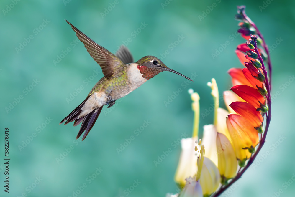 Fototapeta premium Tiny Hummingbird in the Garden