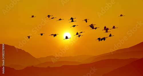 Sandhill cranes in flight at sunrise above the mountains
