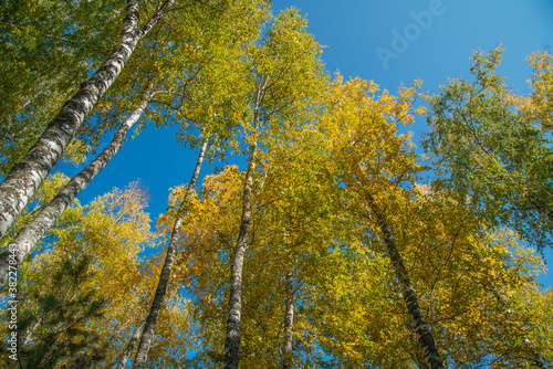 Autumn trees against the blue sky, view up. Colorful natural background.