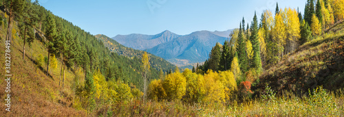 Panoramic view. Sunny autumn day in the Sayan mountains. Autumn colors of trees and tops in a blue haze.