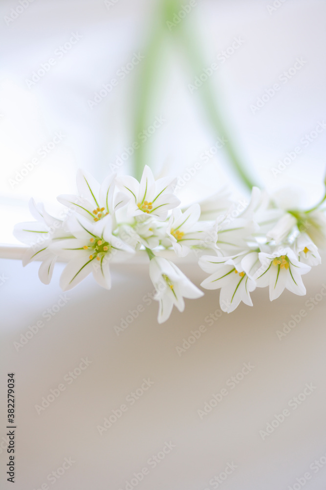 Fototapeta 春の花アリューム
