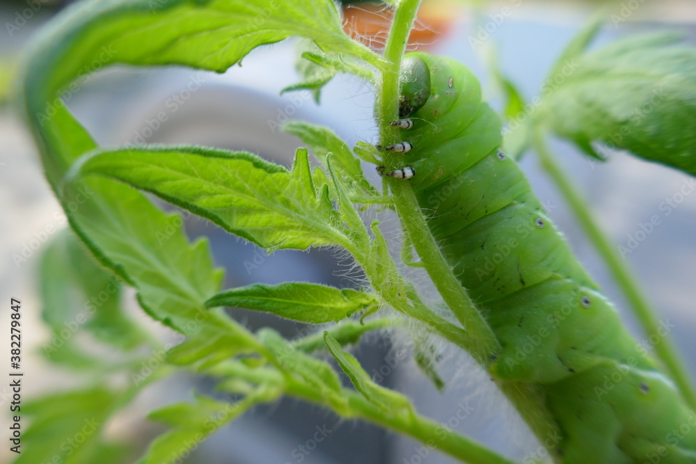 Tomato hornworm caterpillar eating tomato plant Stock Photo Adobe Stock