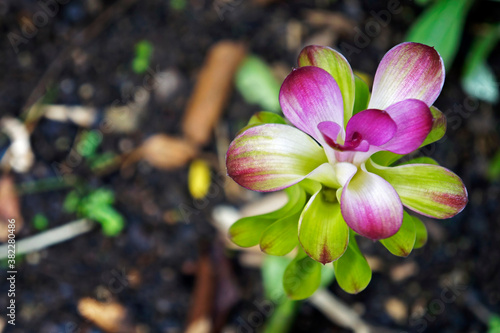 Zedoary or turmeric flower (Curcuma phaeocaulis) photo