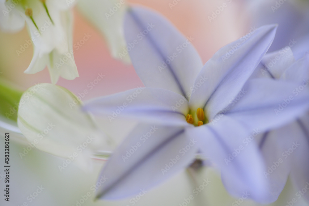 Fototapeta premium ハナニラとアリュームのイメージフォト