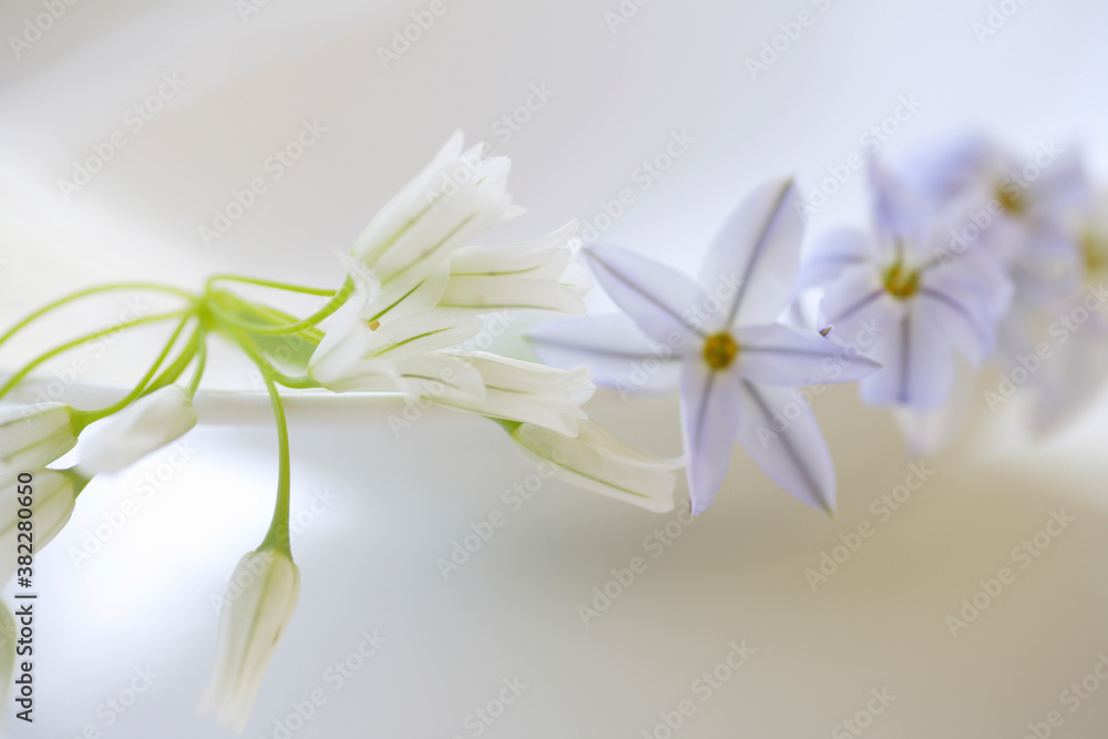 Fototapeta premium ハナニラとアリュームのイメージフォト