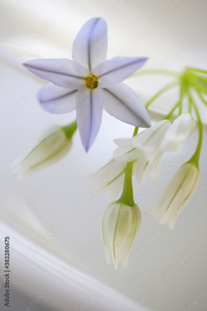 Fototapeta premium ハナニラとアリュームのイメージフォト