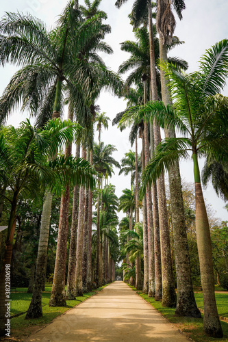 Palm trees. Jardim Botânico. 