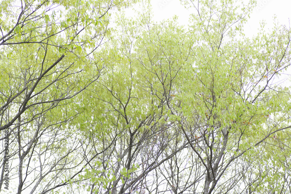 Obraz premium 新緑の林