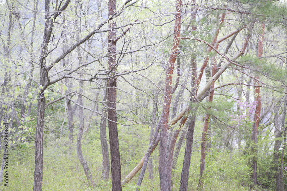 Fototapeta premium 造形的な雑木林