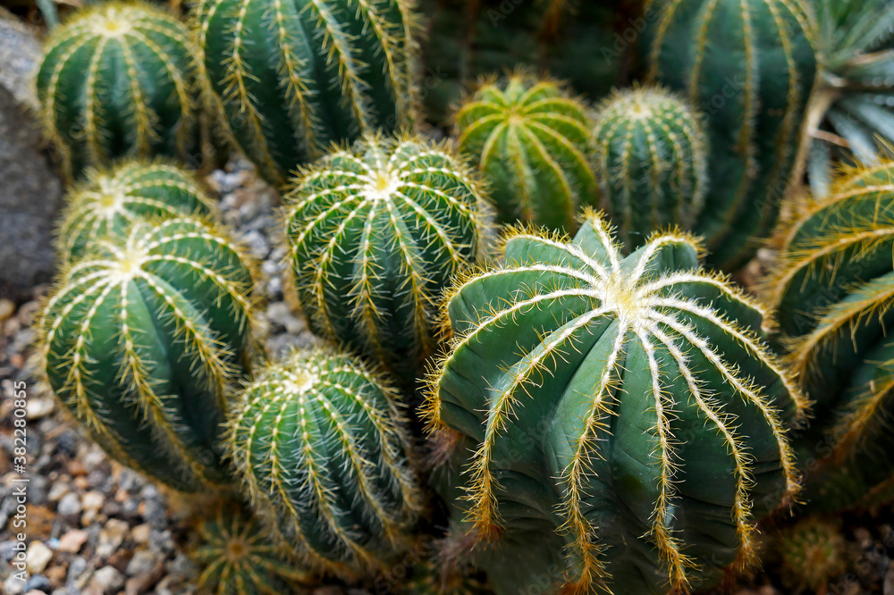 Cactus in the garden, Brazil Cactus in the garden, Brazil