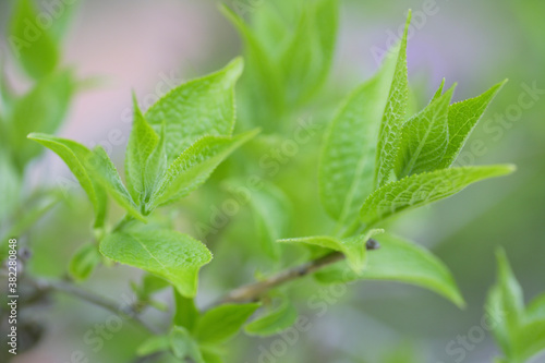 新緑の杜仲茶の木