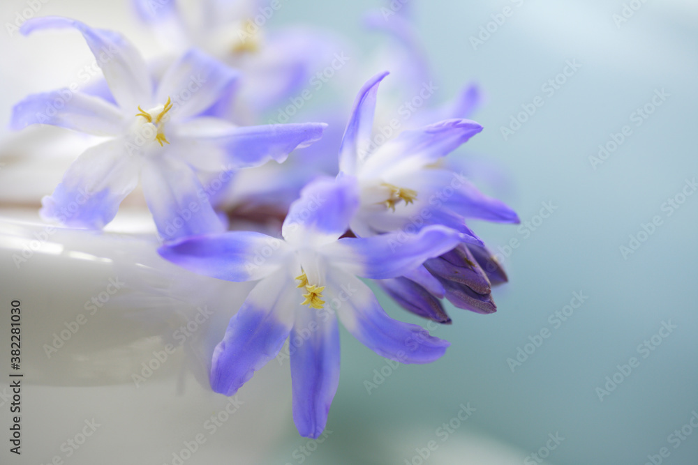 Obraz premium チオノドグサの花
