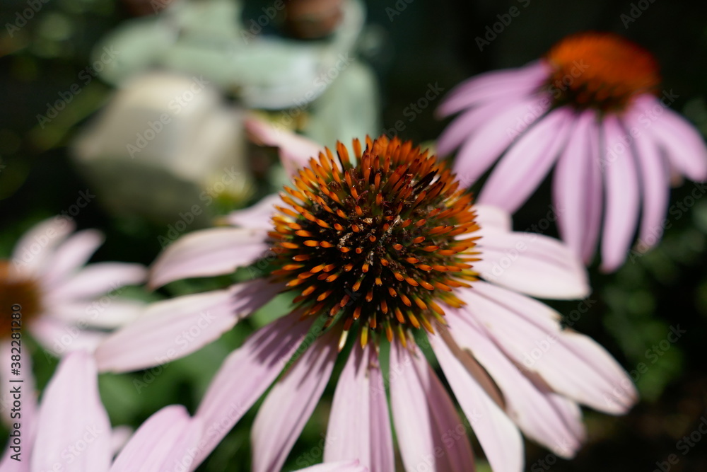 Close-up of beautiful echinacea coneflower Close-up of beautiful echinacea coneflower