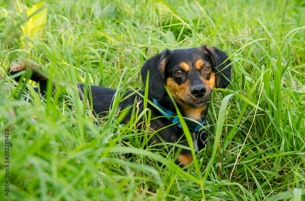 Cute little black dog in the green grass for a walk