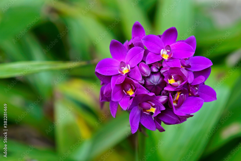 Purple ground orchid (Spathoglottis plicata) 