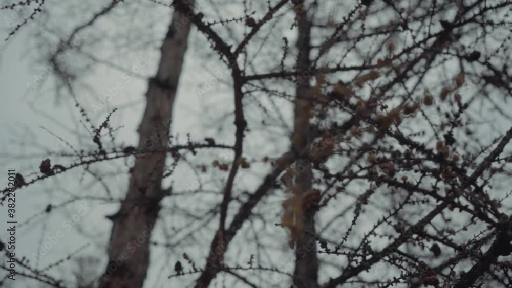 old trees are shot against the background of a sky without foliage. the camera slowly moves along the thicket old trees are shot against the background of a sky without foliage. the camera slowly moves along the thicket
