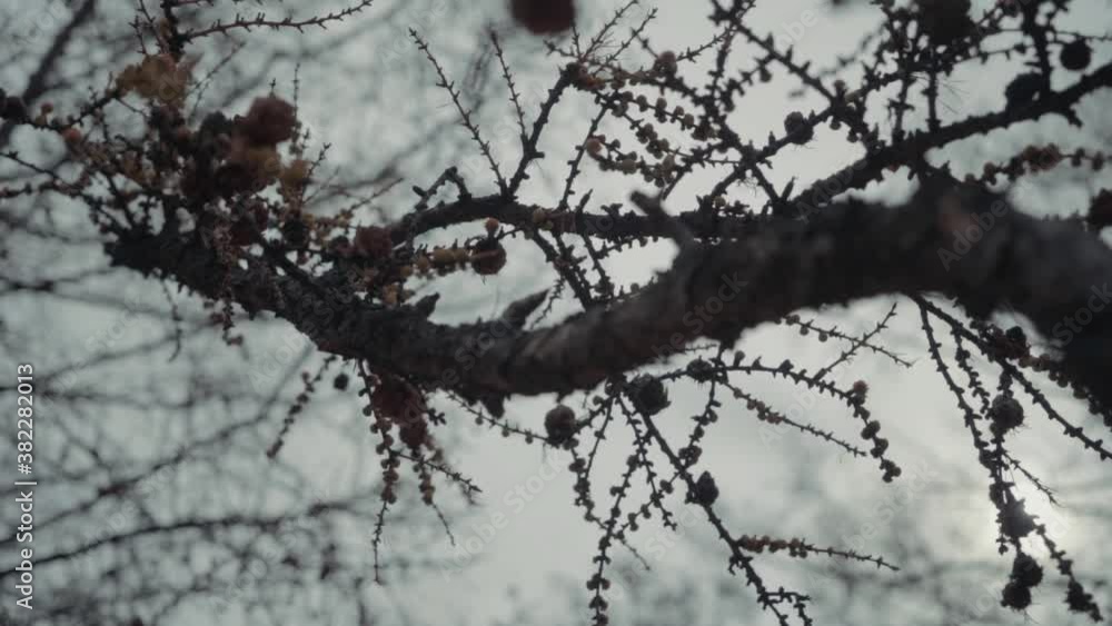 old trees are shot against the background of a sky without foliage. the camera slowly moves along the thicket old trees are shot against the background of a sky without foliage. the camera slowly moves along the thicket