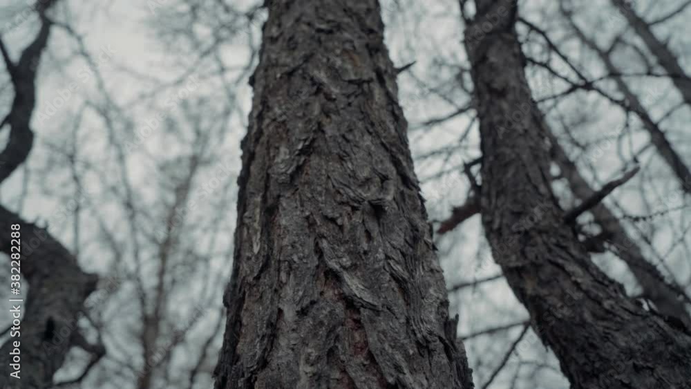 old trees are shot against the background of a sky without foliage. the camera slowly moves along the thicket old trees are shot against the background of a sky without foliage. the camera slowly moves along the thicket