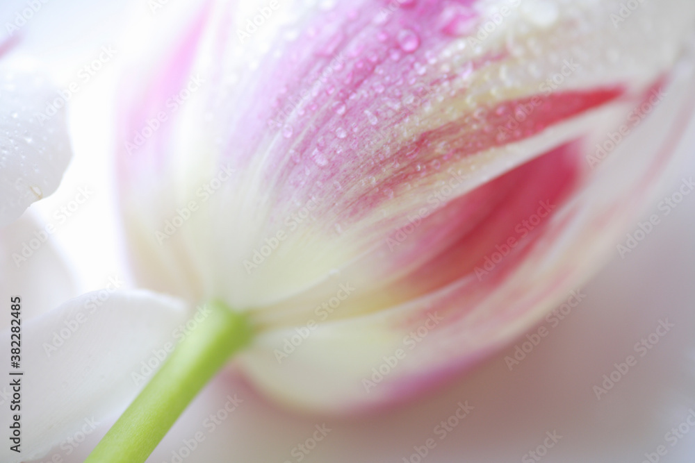 Fototapeta premium 紅白のマーブル色のチューリップ