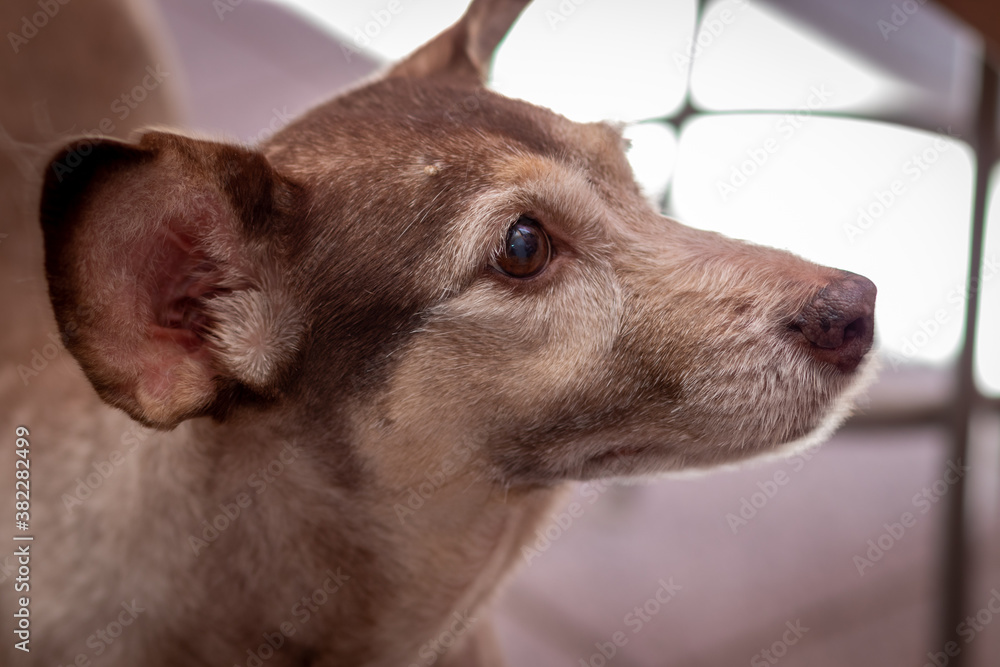 Obraz premium cachorro