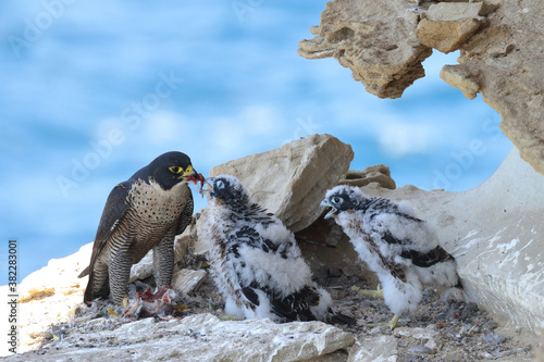 Photos Peregrine Falcon feeding chicks on cliff face nest