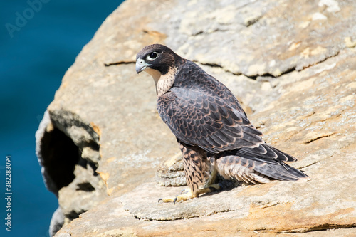 Peregrine Falcon perched on sandstone cliffs