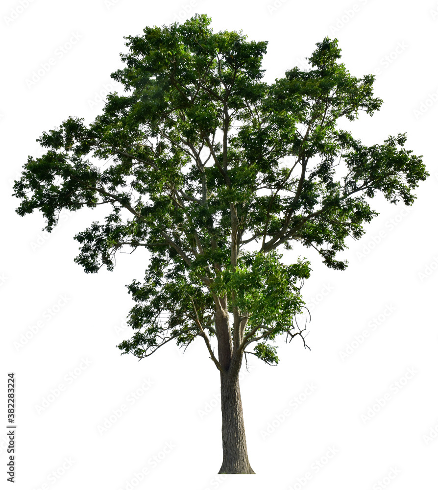 The tree that is completely separated from the background with the delicateness Can be used in many ways Has a scientific name Azadirachta indica