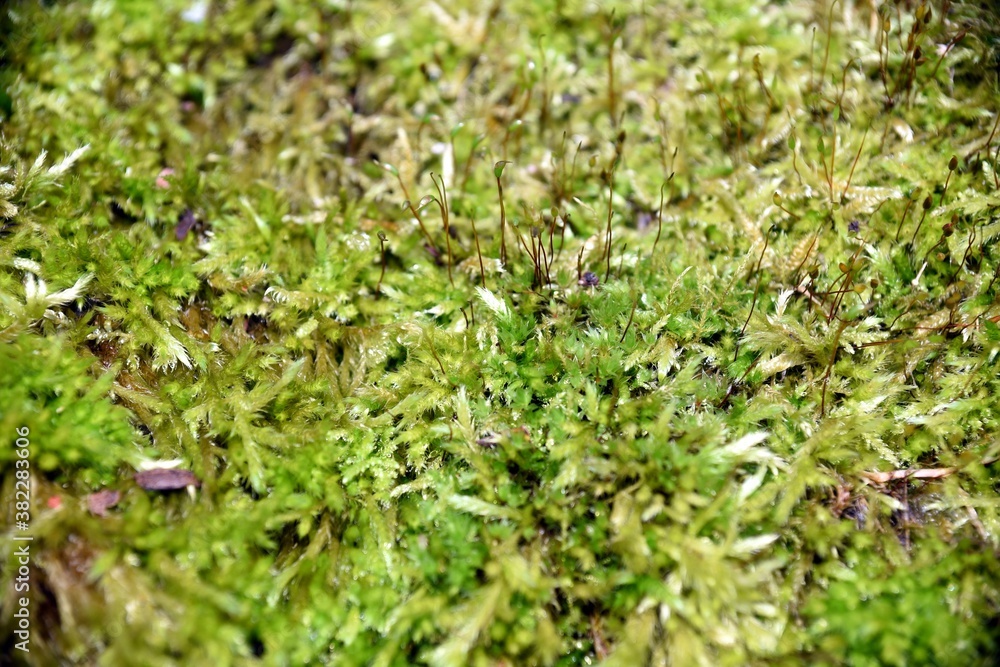 Selective focus of wet moss close-up. Natural background Selective focus of wet moss close-up. Natural background