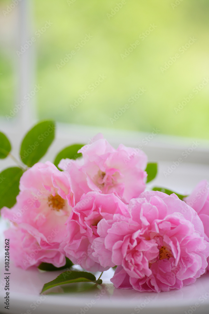 窓辺に飾られた薔薇 窓辺に飾られた薔薇
