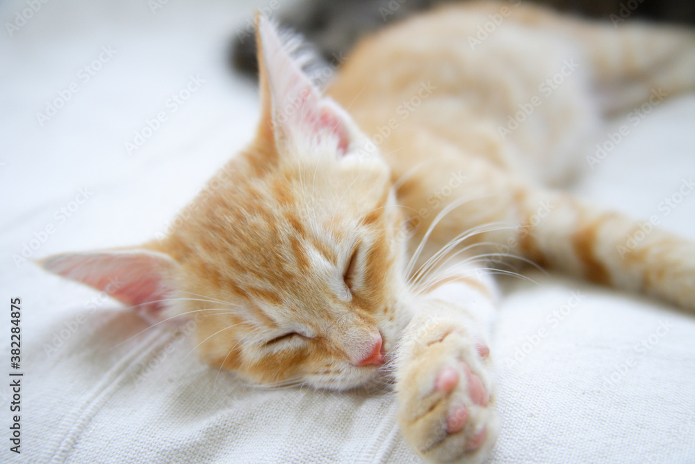 Fototapeta premium ソファーで昼寝する子猫