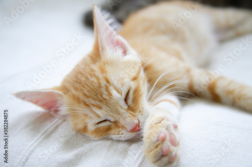 ソファーで昼寝する子猫 © Paylessimages