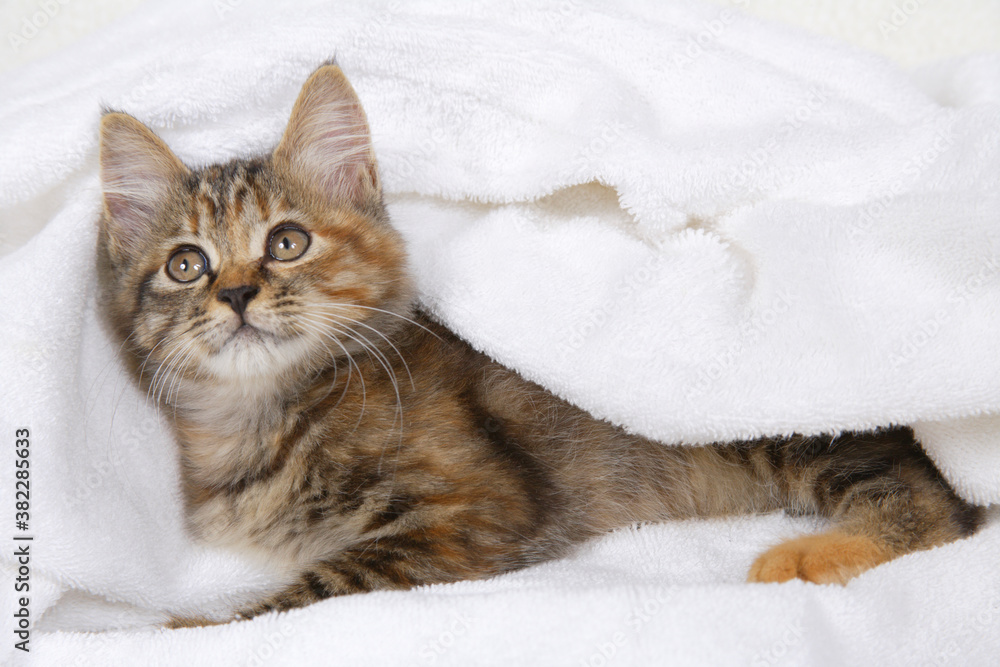 白いタオルに包まった子猫 白いタオルに包まった子猫